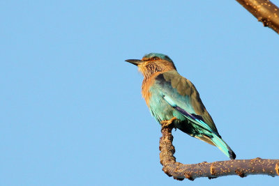 Indian Roller