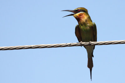 03346 - Blue-tailed Bee-eater - Merops philippinus