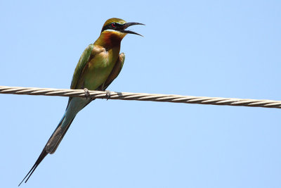 Blue-tailed Bee-eater