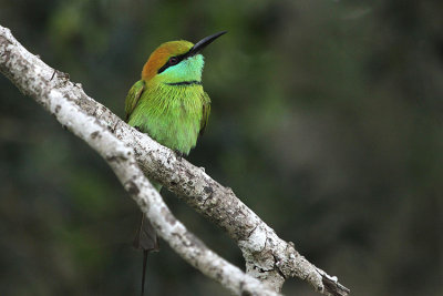 Green Bee-eater