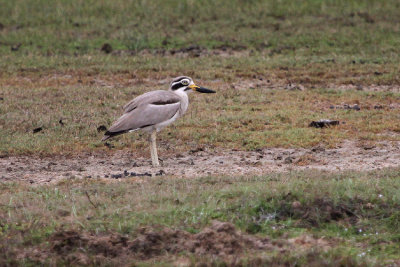 Great Stone-curlew