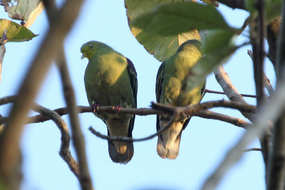 02018 - Sri Lanka Green Pigeon - Treron pompadora
