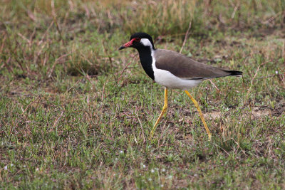 01481 - Red-wattled Lapwing - Vanellus indicus