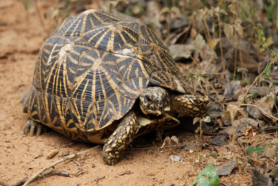 Star Tortoise