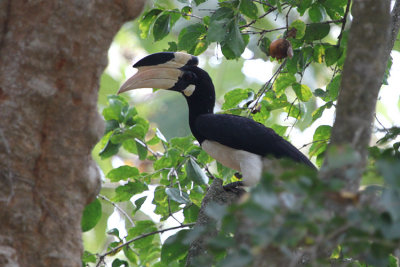 Malabar Pied Hornbill