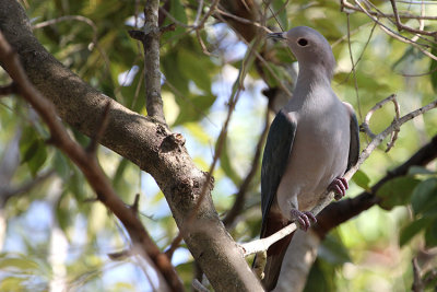 Green Imperial Pigeon
