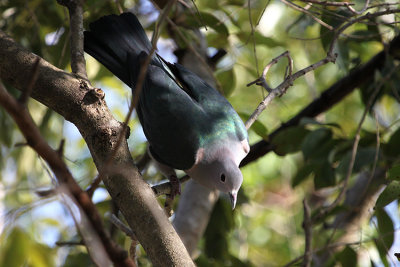 Green Imperial Pigeon
