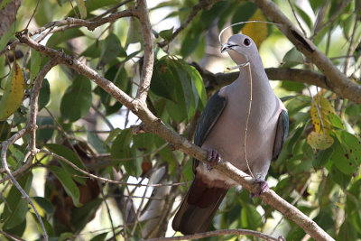 Green Imperial Pigeon