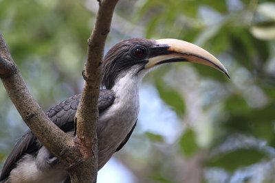 03390 - Sri Lanka Grey Hornbill - Ocyceros gingalensis