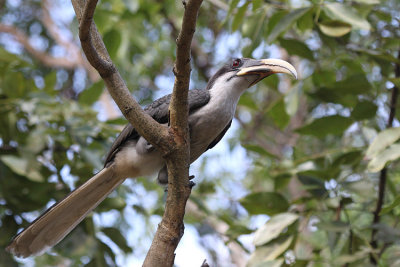 Sri Lanka Grey Hornbill