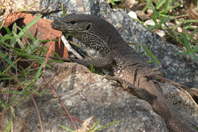 Water Monitor