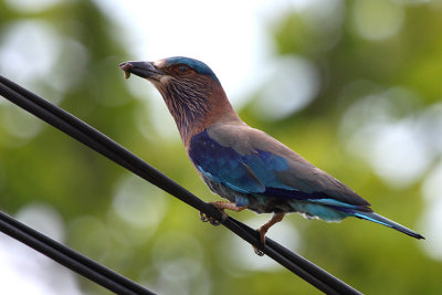 Indian Roller