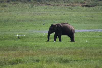 Indian Elephant