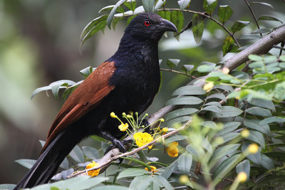 02205 - Greater Coucal - Centropus sinensis