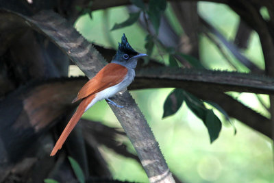 Asian Paradise Flycatcher