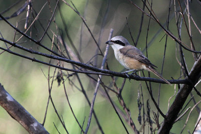 06336 - Brown Shrike - Lanius cristatus