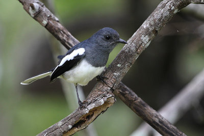 Oriental Magpie Robin