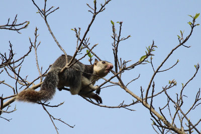 Giant Squirrel