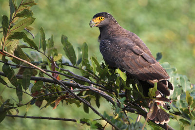 Crested Serpent Eagle