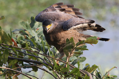 00984 - Crested Serpent Eagle - Spilornis cheela