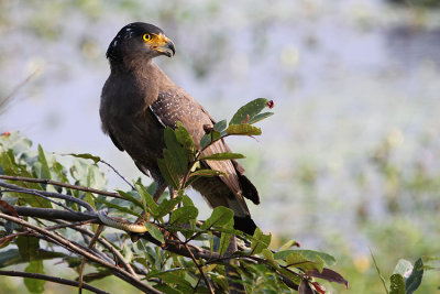 Crested Serpent Eagle