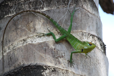 Green Garden Lizard