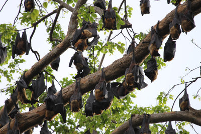 Indian Flying Fox