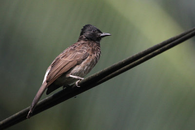 07084 - Red-vented Bulbul - Pycnonotus cafer