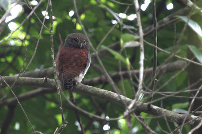Chestnut-backed Owlet