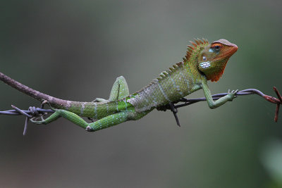 Green Garden Lizard