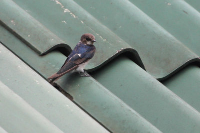 07262 - Hill Swallow - Hirundo domicola