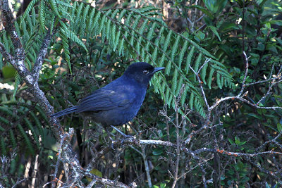 Sri Lanka Whistling Thrush