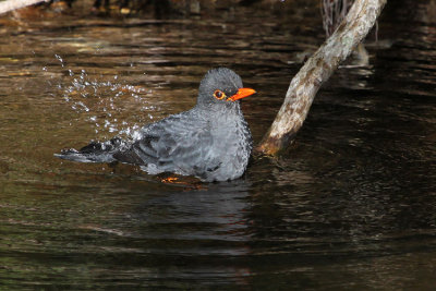 Indian Blackbird