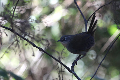 07551 - Sri Lanka Bush Warbler - Elaphrornis palliseri