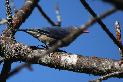 Velvet-fronted Nuthatch