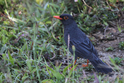 Indian Blackbird
