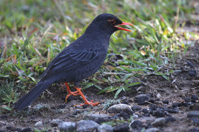 08622 - Indian Blackbird - Turdus simillimus
