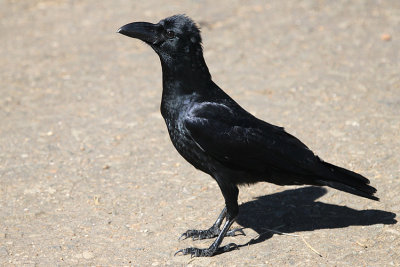 06750 - Large-billed Crow - Corvus macrorhynchos