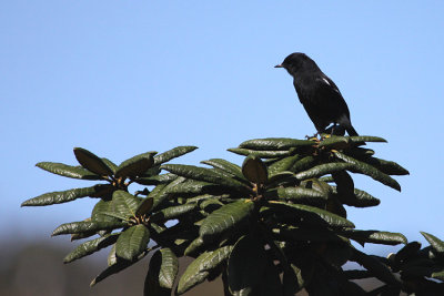 Pied Bush-chat