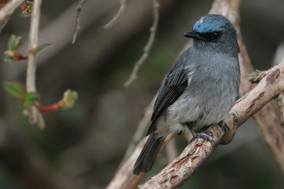 Dull-blue Flycatcher