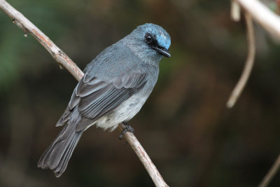 08789 - Dull-blue Flycatcher - Eumyias sordidus