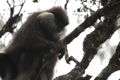 Purple-faced Leaf Monkey