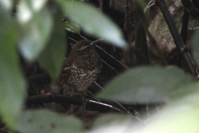 08530 - Pied Thrush - Geokichla wardii