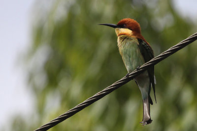 Chestnut-headed Bee-eater