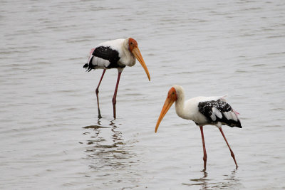 Painted Stork