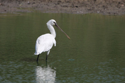 Eurasian Spoonbill