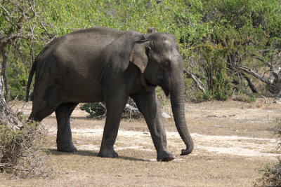Indian Elephant