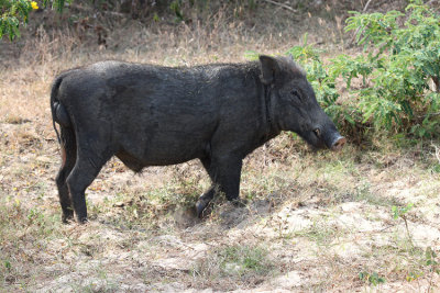 Wild Boar