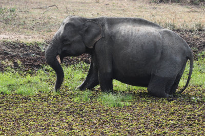 Indian Elephant