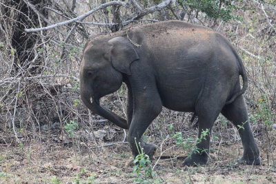 Indian Elephant